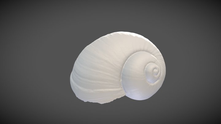 Bulinus truncatus (Audouin, 1827) – Modello 3D gratuito STL