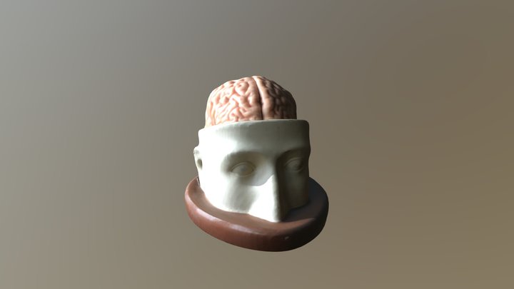 Brain head 3D Model