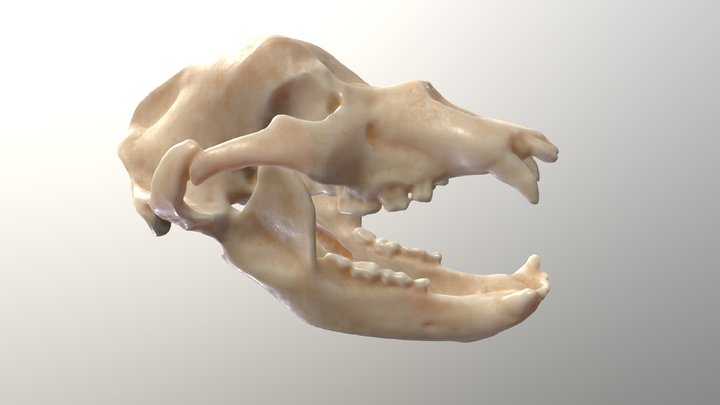 Череп пещерного медведя | Skull of cave bear – Kostenloses 3D-Modell STL