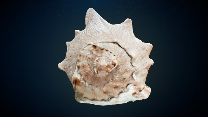 Photoscanned - Large Conch Sea Shell 3D Model