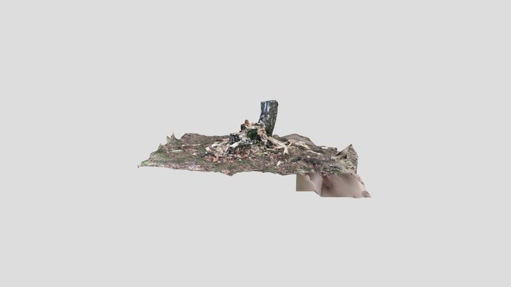 Baumstumpf 3D Model
