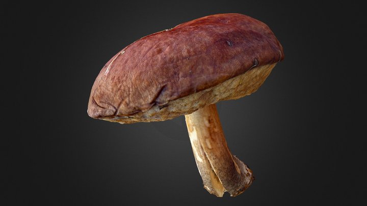 Brown cup boletus (mushroom) 3D Model
