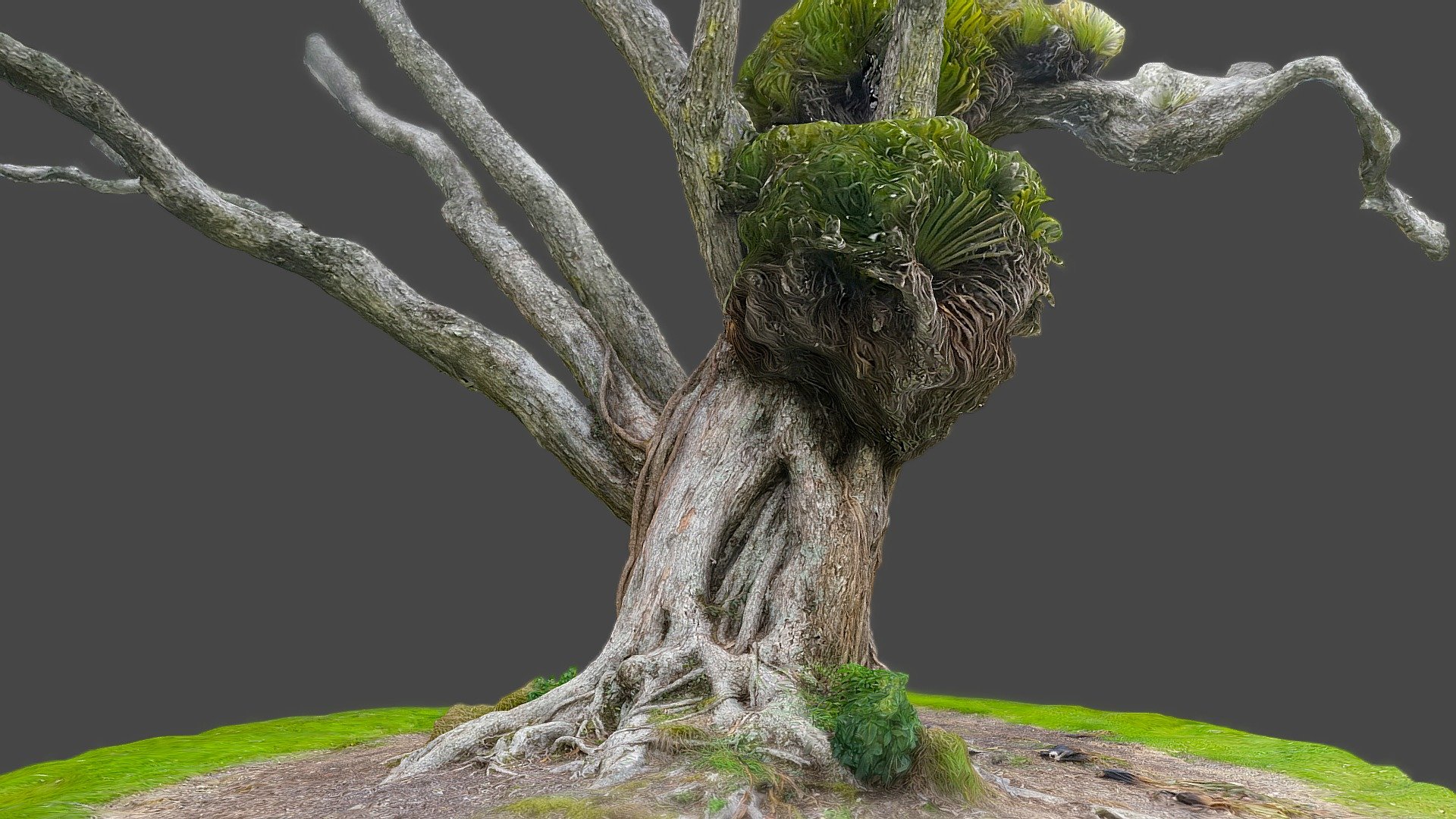 Pohutukawa tree 6