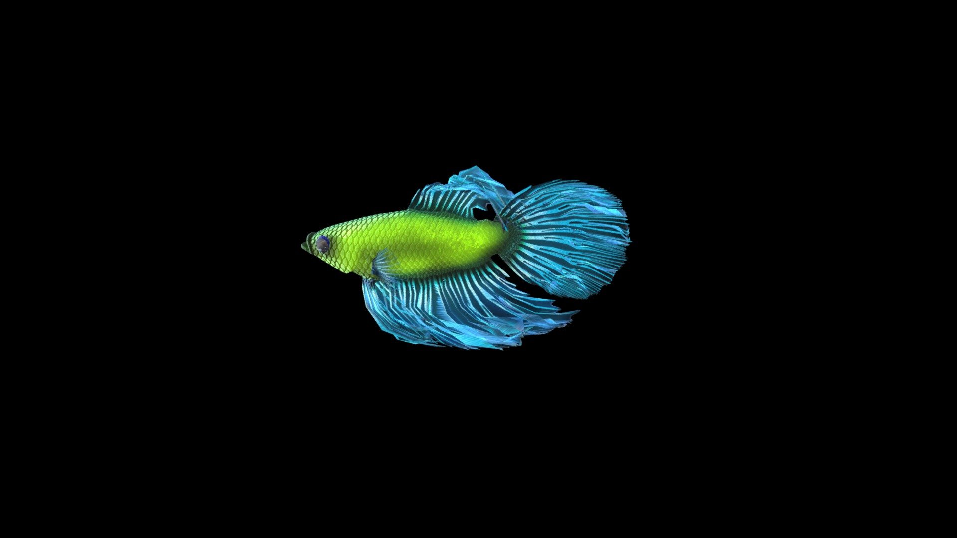 190808 Fish