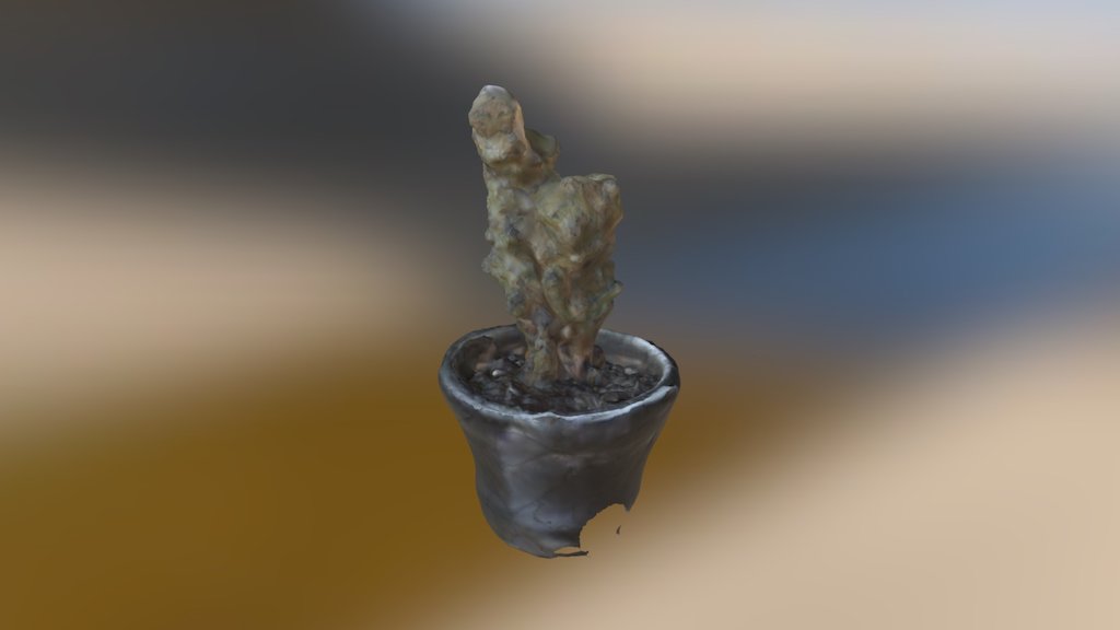 Cactus