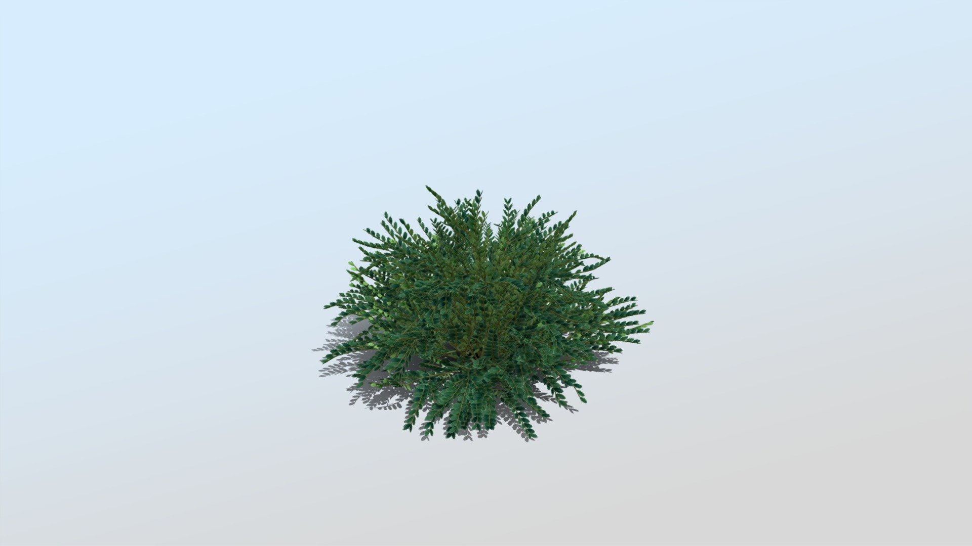 DLC Distylium Little Champ - 3D model by home-outside [c5caae4] - Sketchfab