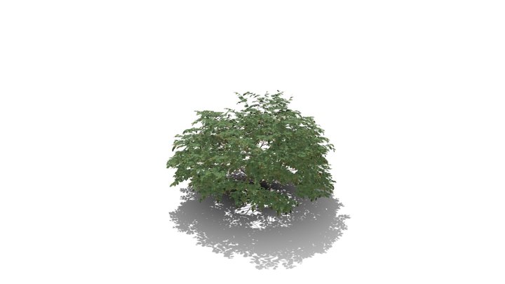 Realistic HD Chinese fringe flower (8/10) 3D Model