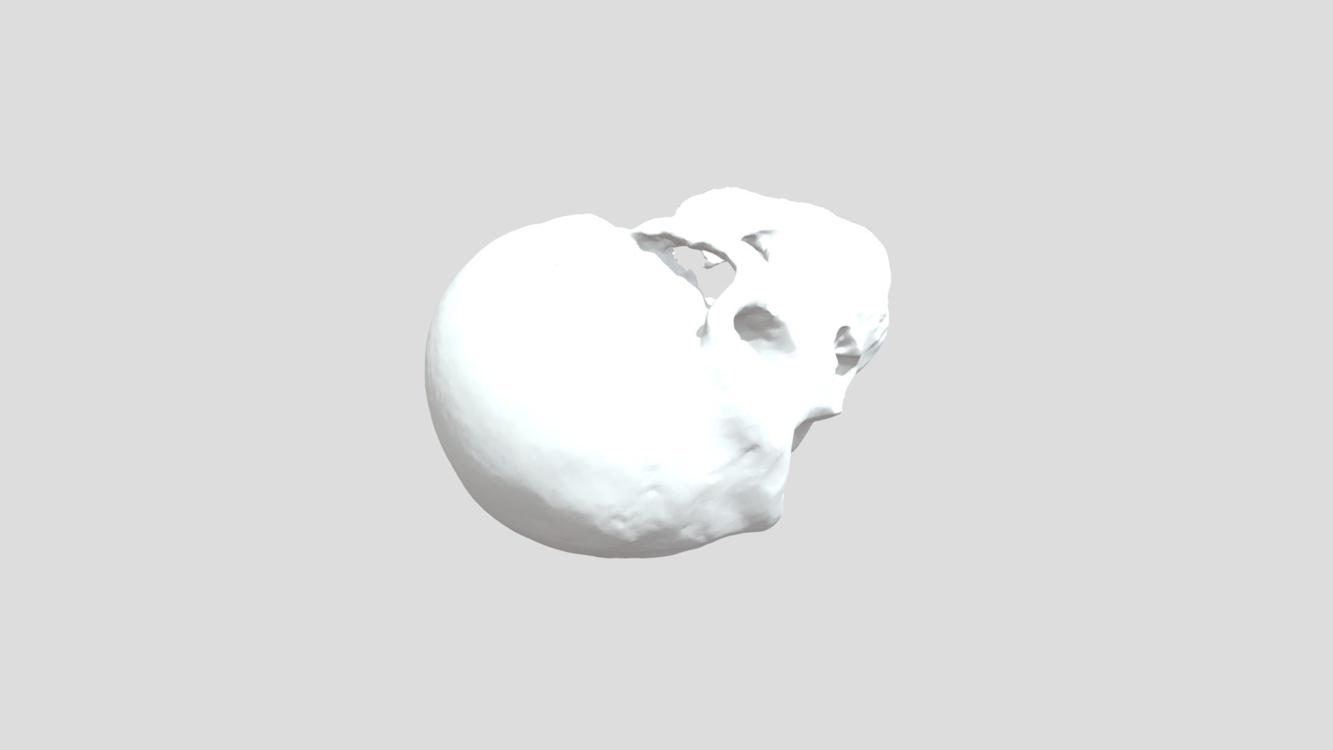 Neanderthal Skull Model