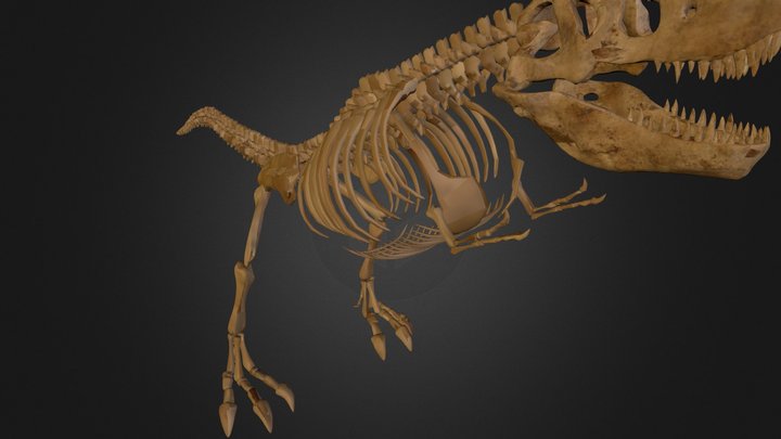T-Rex Skeleton 3D Model
