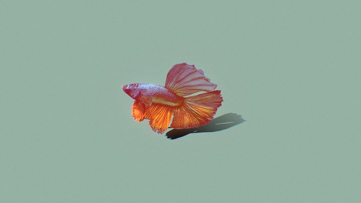pesce combattente 3D Model