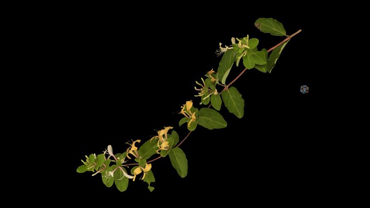 CC0 スイカズラ Japanese Honeysuckle, L. japonica – Free 3D Model STL
