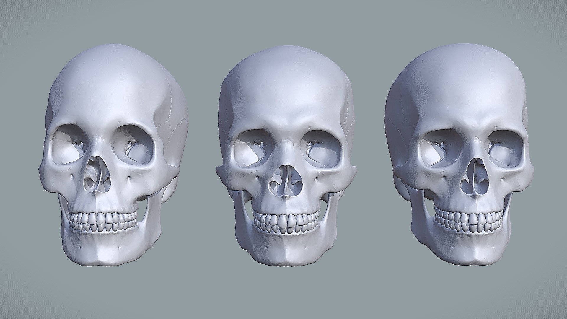 Intenso Ostentoso Amargura Human Skull Variations - 3D model by Shape Foundations (@VAA) [c5cf0b0]