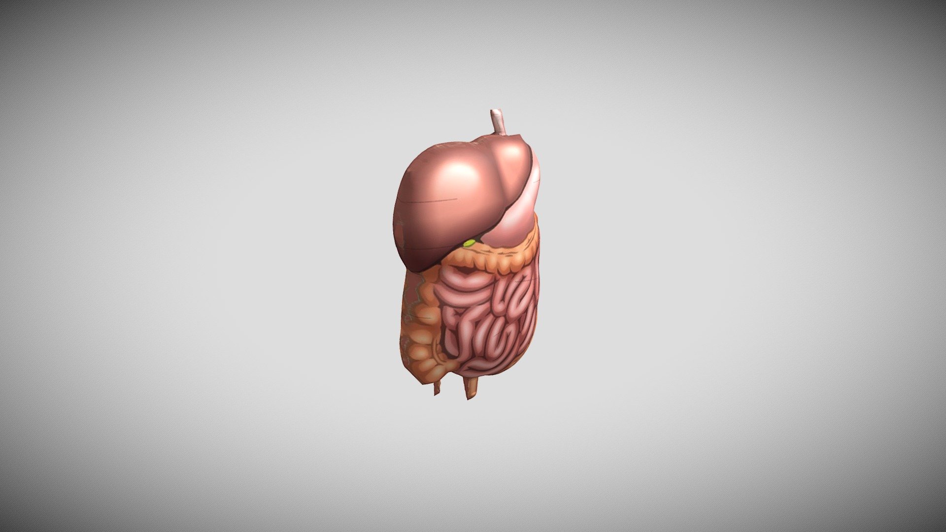3D organ - Download Free 3D model by insfra [c5d65db] - Sketchfab