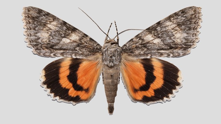 YPM ENT.778231 Underwing moth, Catocala meskei – Kostenloses 3D-Modell STL