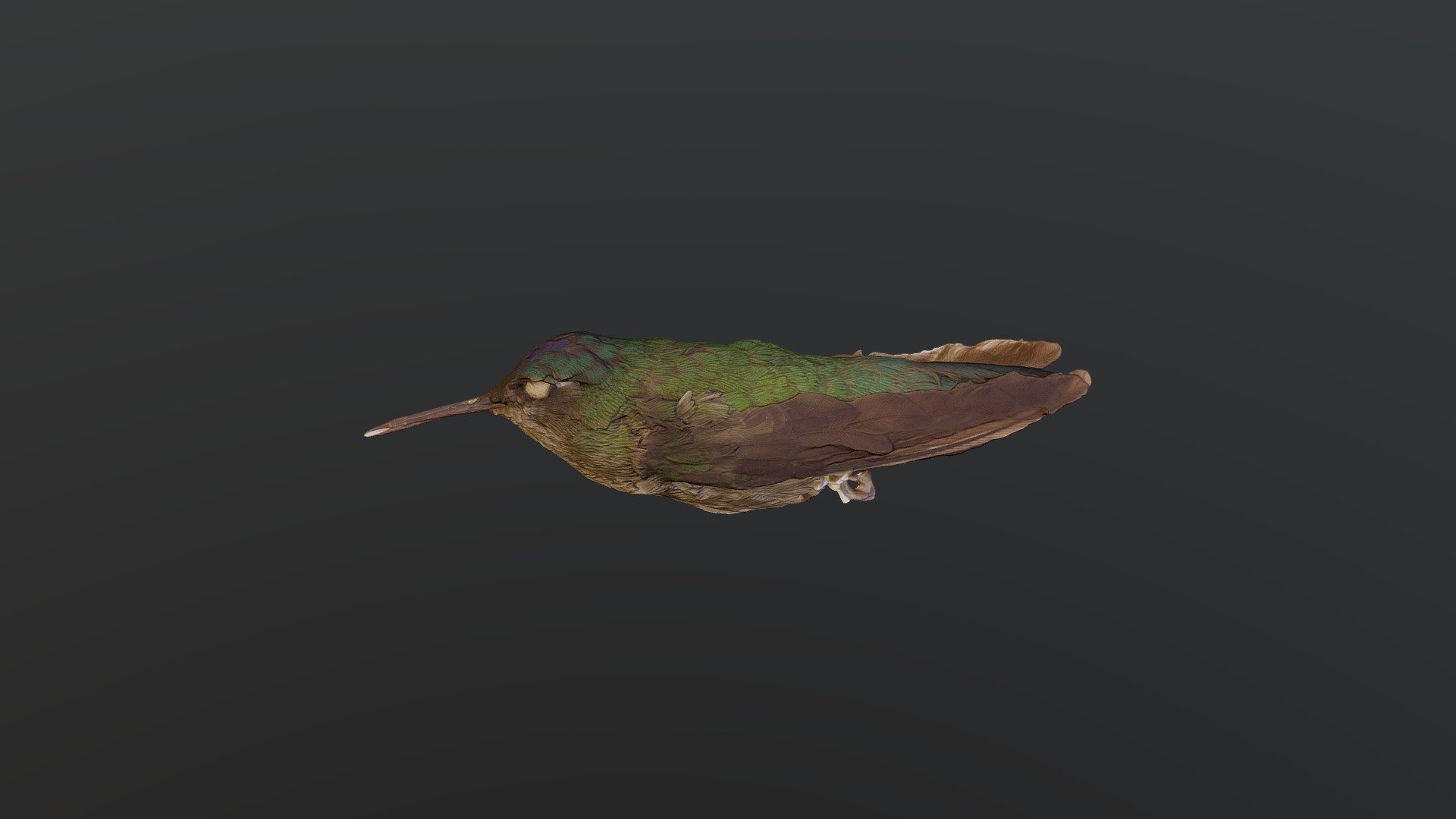Violet-headed Hummingbird - Klais guimeti