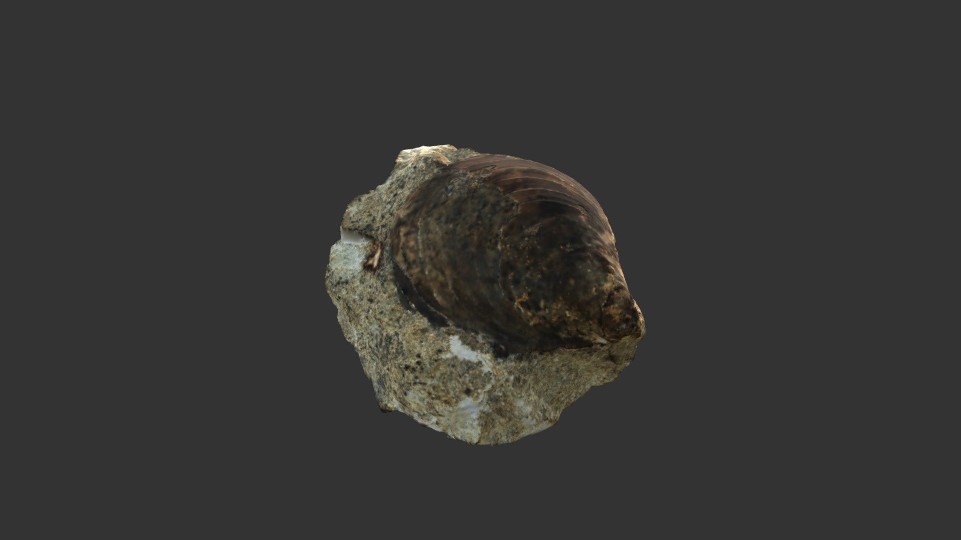Inoceramus nitescens