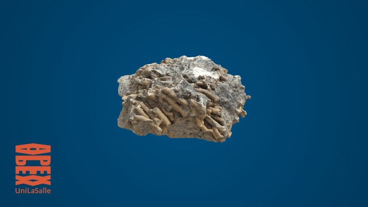 Corail 3D models - Sketchfab