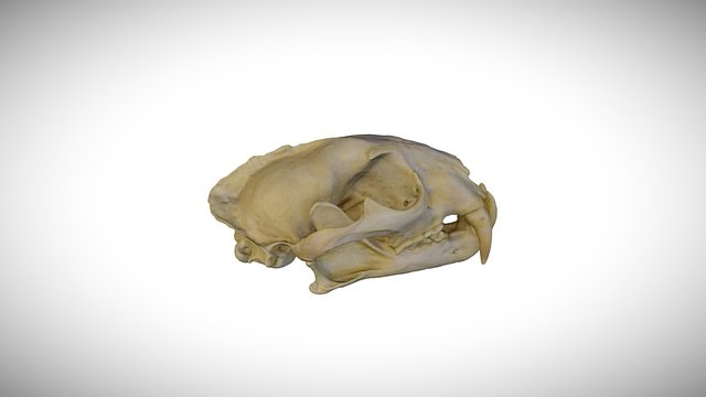 Clouded leopard / CAS:MAM:22176 3D Model