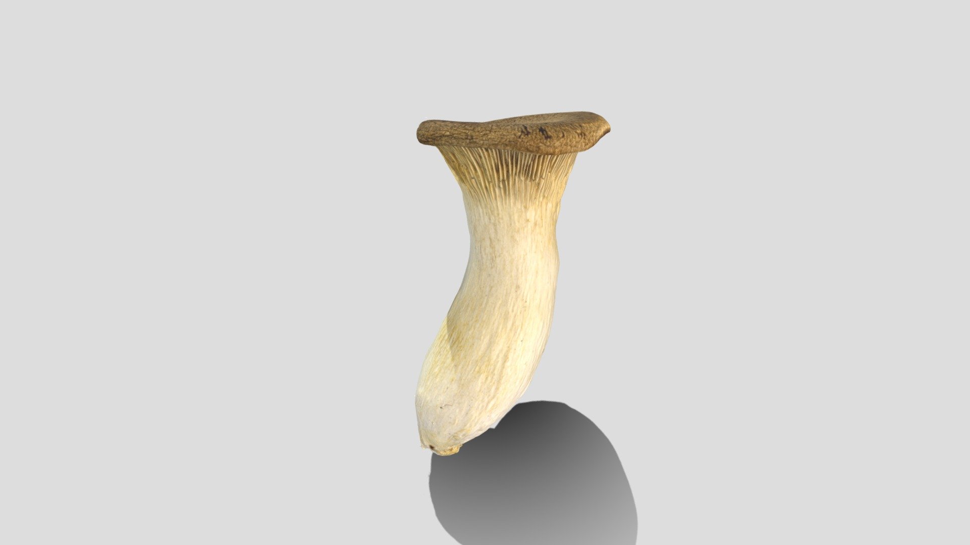 King Trumpet Mushroom (3D Scan)