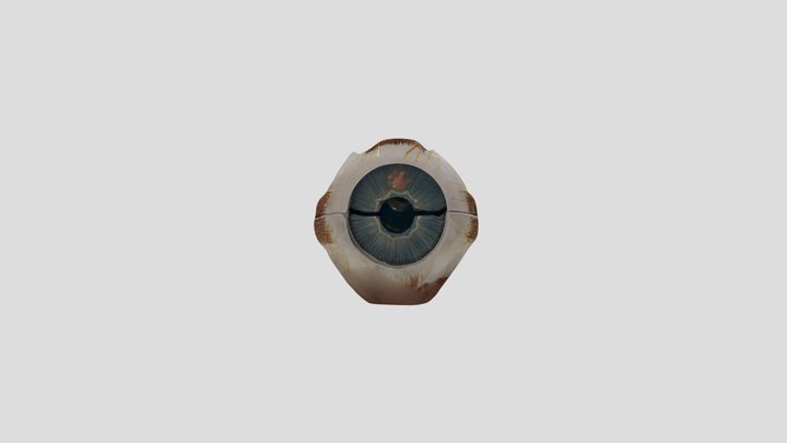 Right Eyeball 3D Model