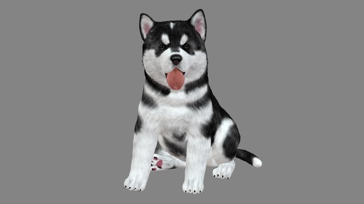 Husky puppy 3D Model