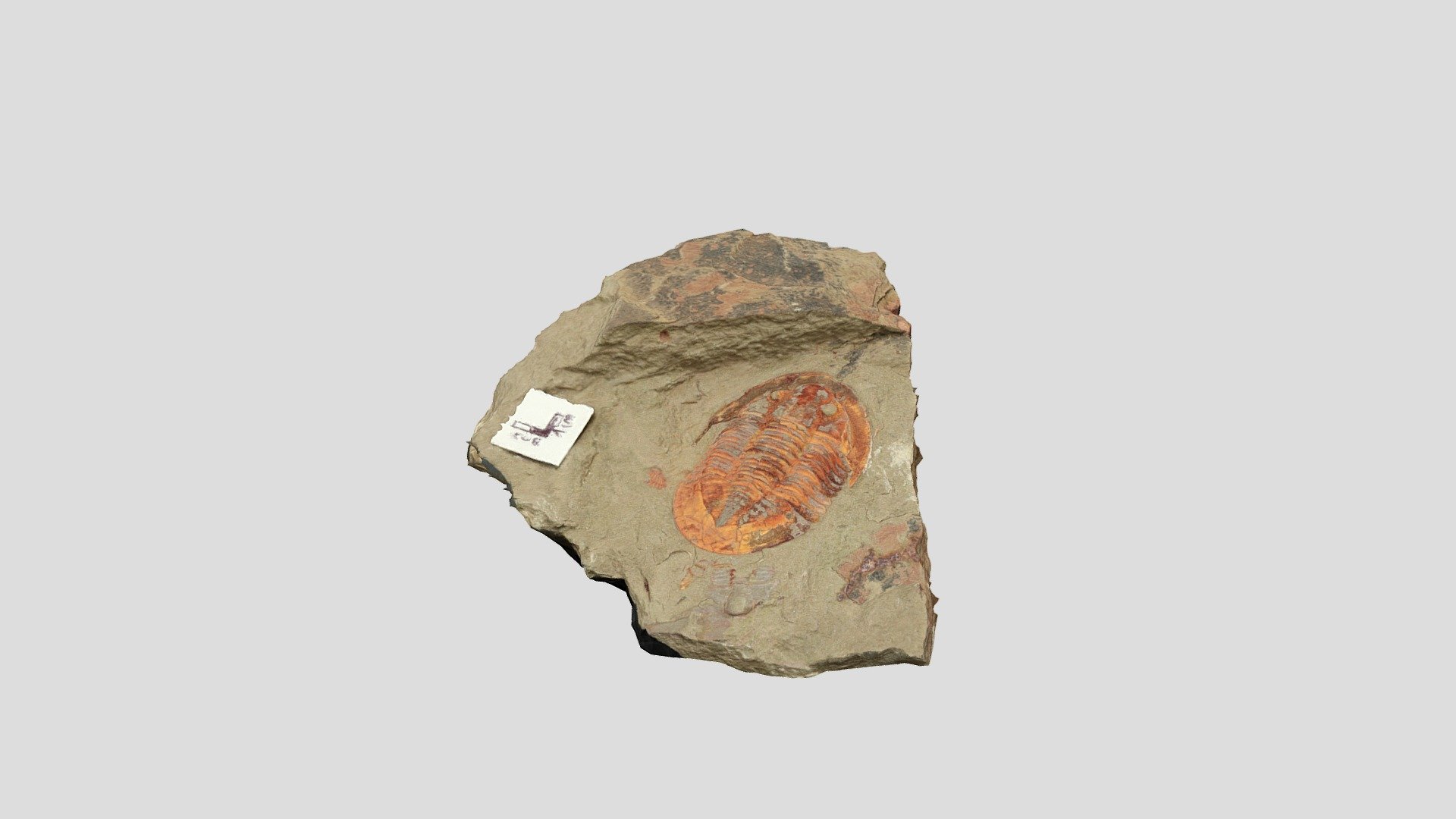 Asaphus_BeniZouli