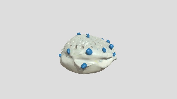 blue and white sea urchin – Kostenloses 3D-Modell STL