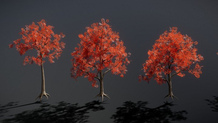 Red Maple 6 Variations 3D Model