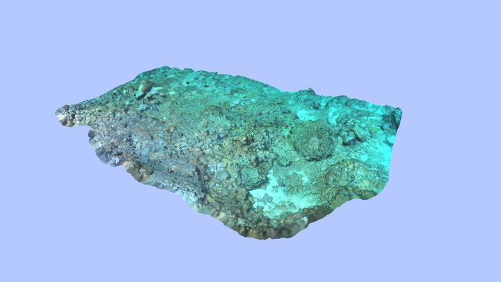 Reef Patch in Lombok, Indonesia 1 3D Model