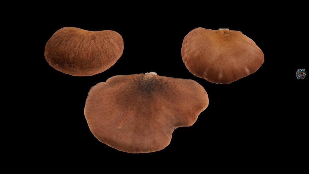 CC0 ツキヨタケ 🍄 Moonlight Mushroom, O. japonicus
