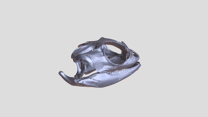 Skull of Pogona vitticeps (bearded dragon) 3D Model