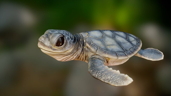Turtle game ready 3D Model