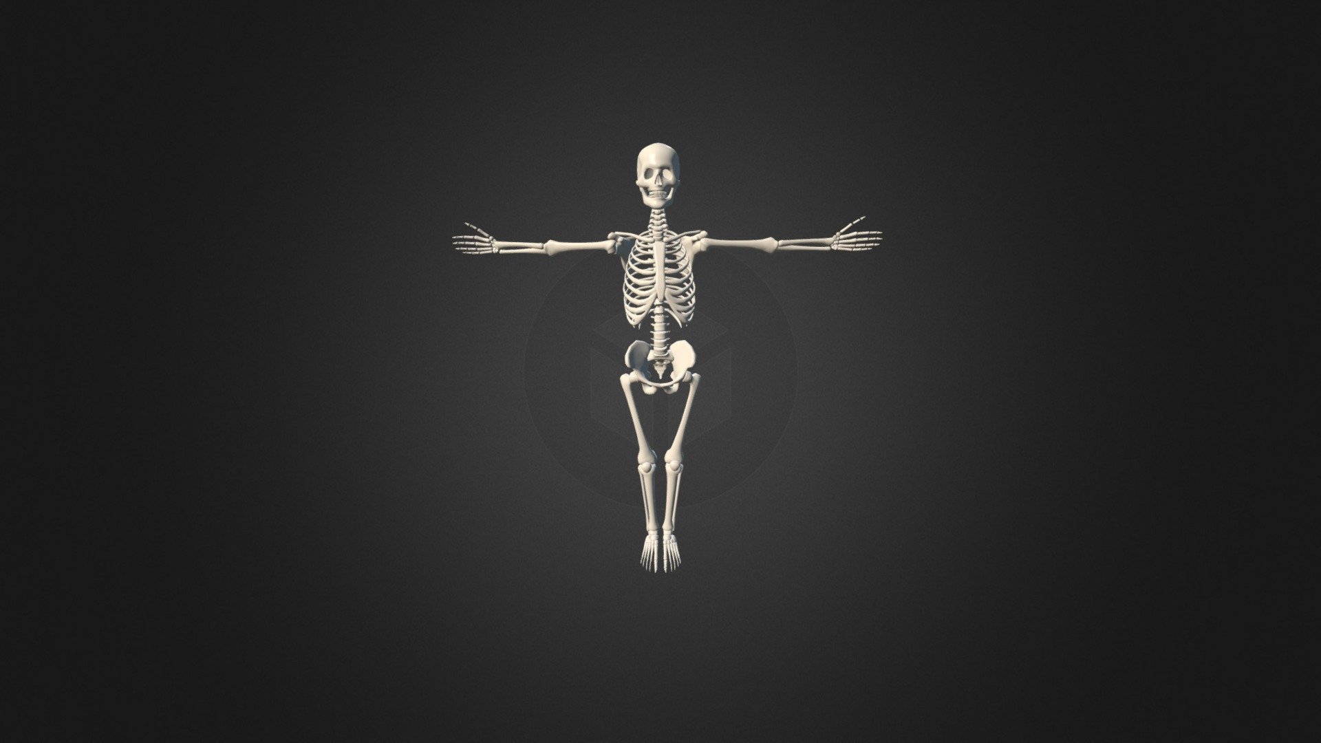 Скелет - Download Free 3D model by Aprender [c5ee56d] - Sketchfab