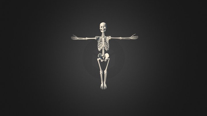 Скелет 3D Model