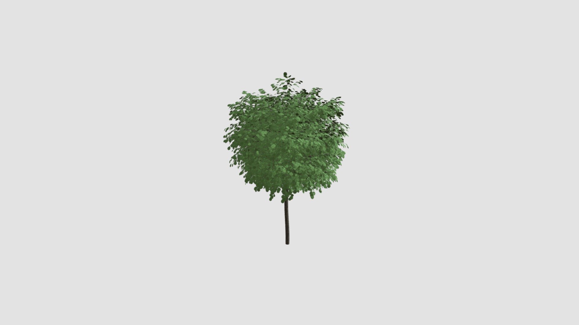 Robinia pseudoacacia v - Buy Royalty Free 3D model by Evermotion ...