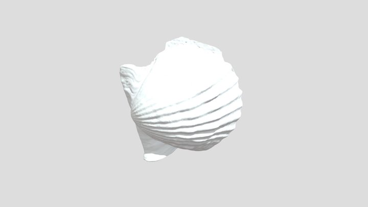 タカハシホタテ 3D Model
