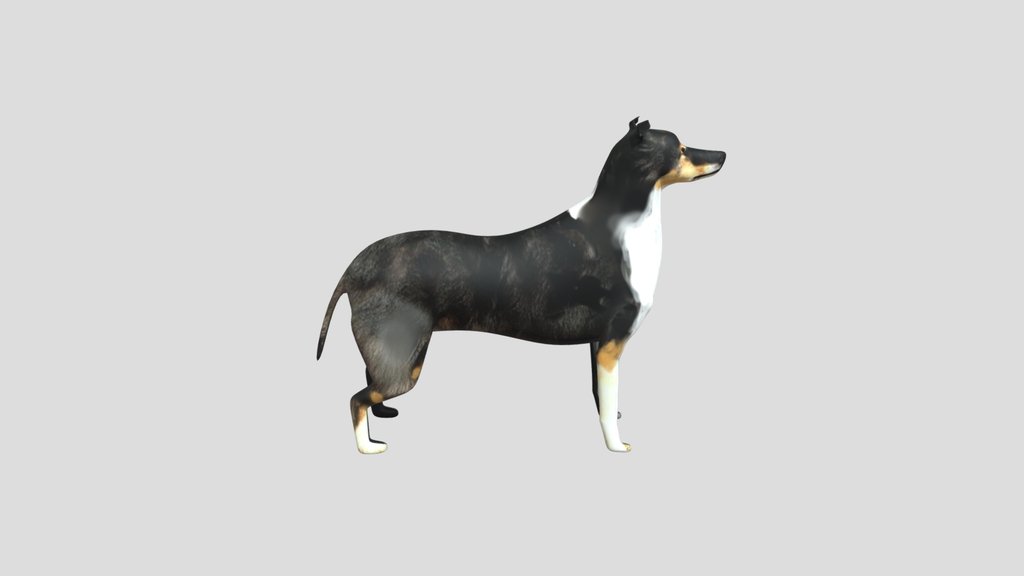 Sheltie Dog Pet