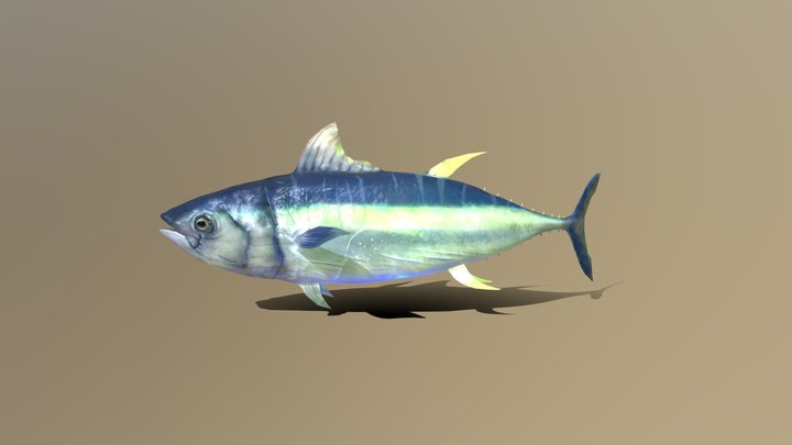 Tuna Fish 3D Model