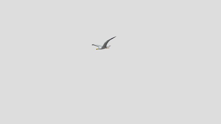 1 seagull