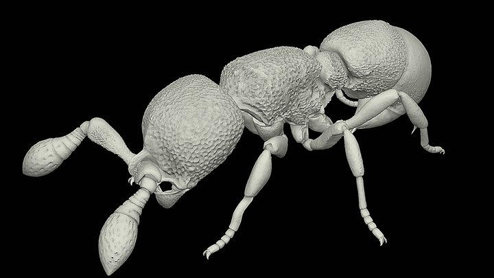 Discothyrea damato – Kostenloses 3D-Modell STL
