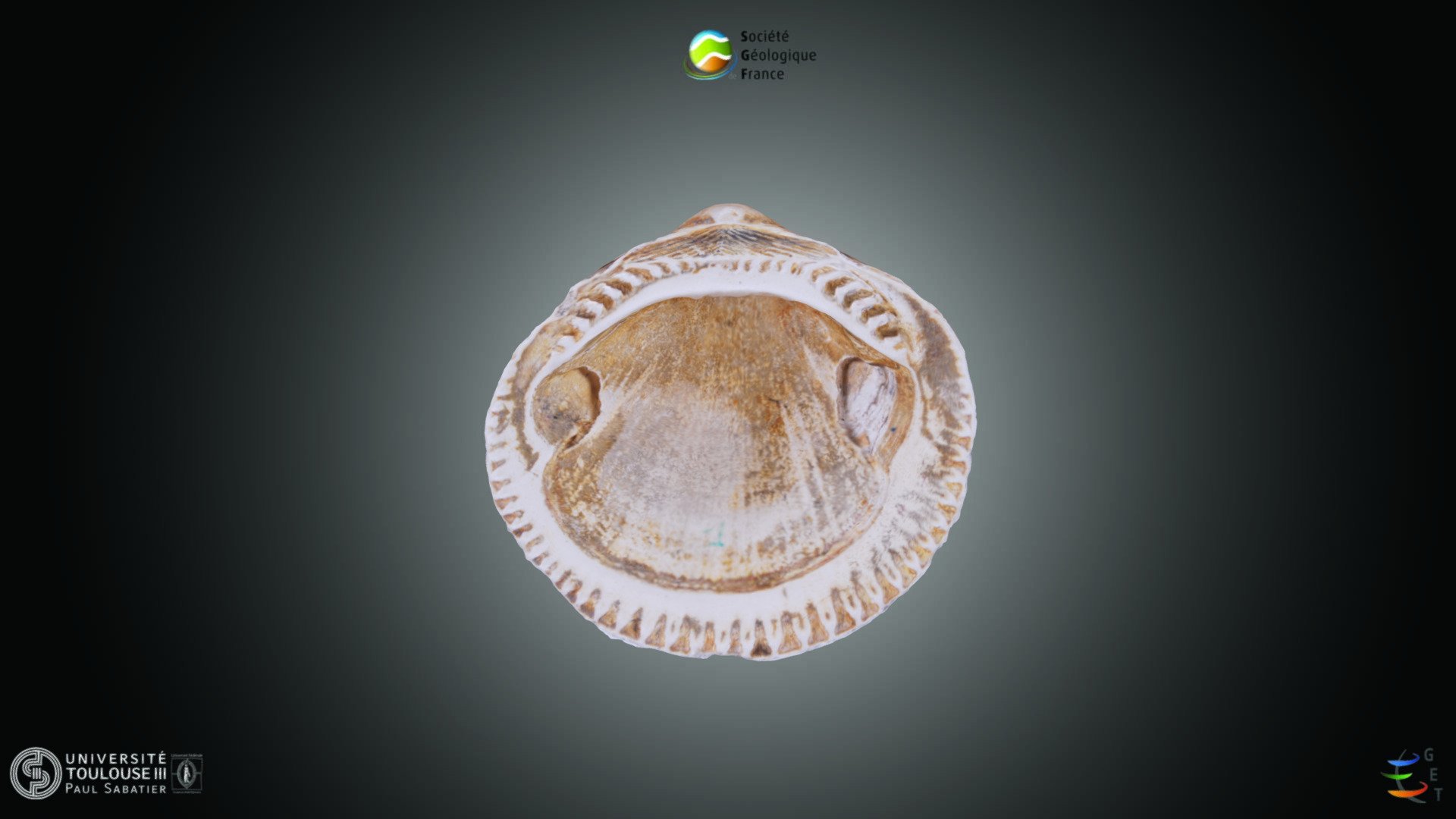 Bivalve - Glycymeris sp.