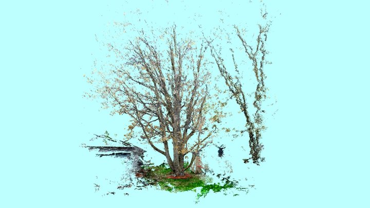 Backyard Maple 3D Model