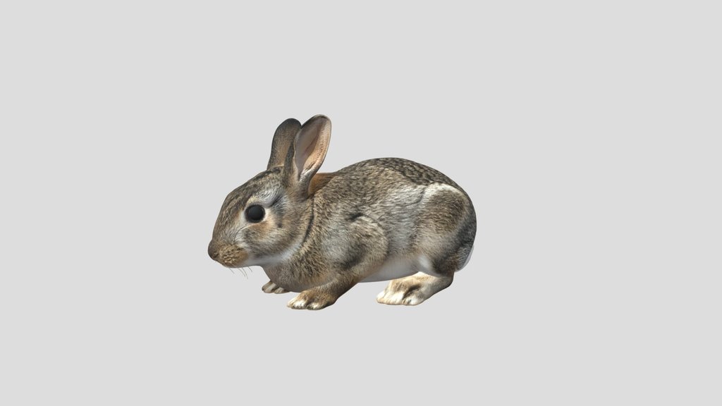 Curious Little Rabbit