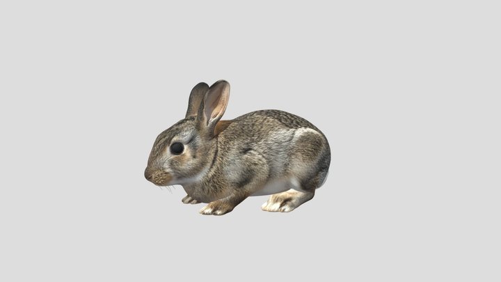 Curious Little Rabbit – Kostenloses 3D-Modell STL