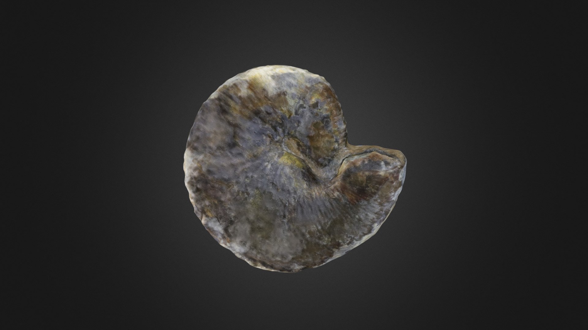 Cephalopod: H. nebrascensis (PRI 76775)