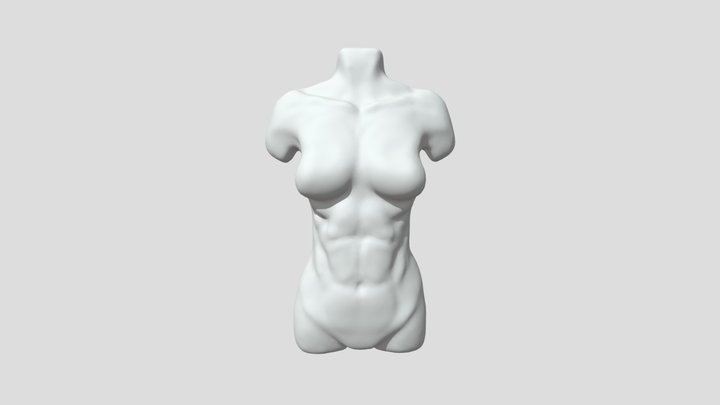 female torso 3D Model