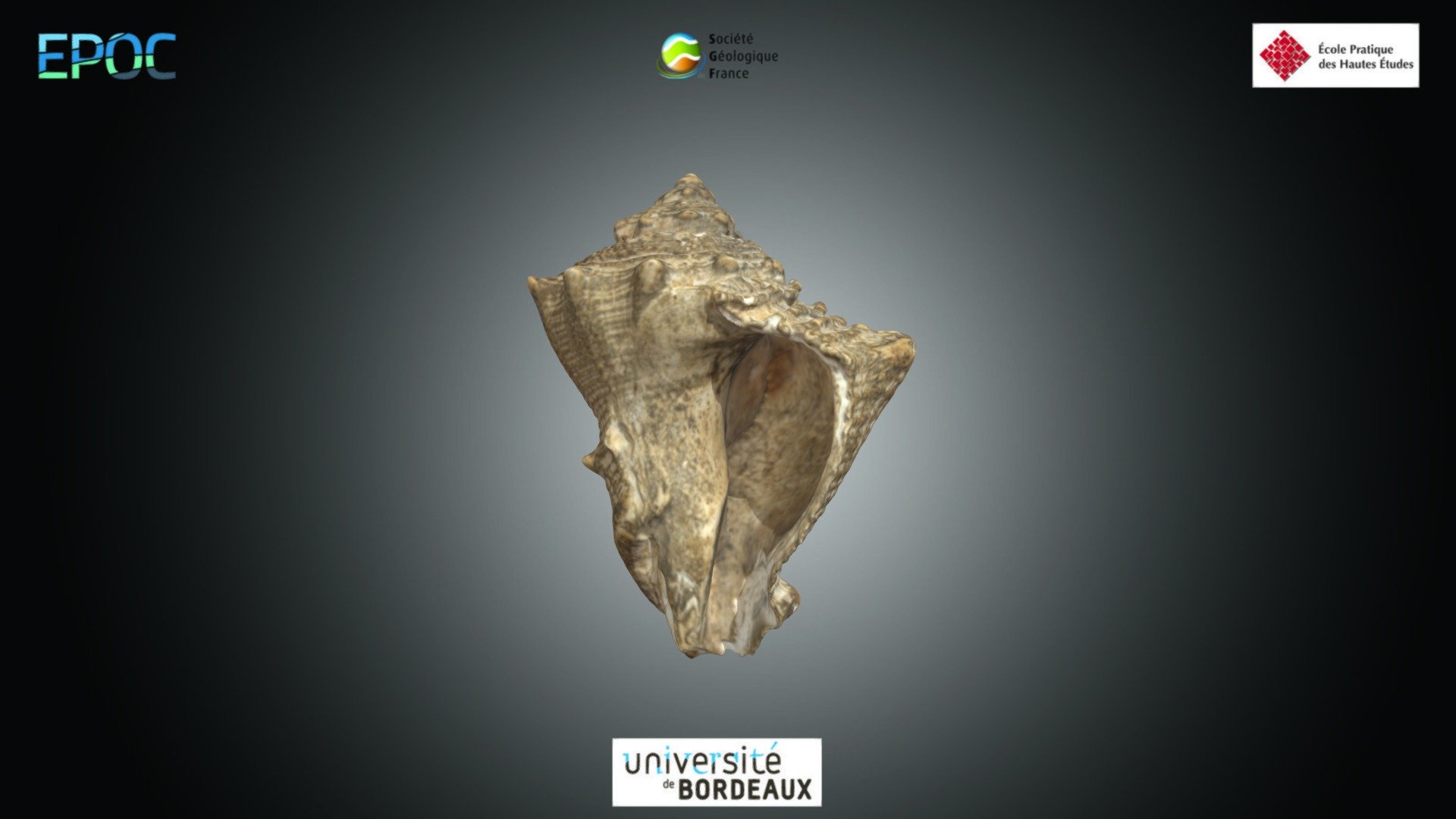 Gasteropode - Melongena sp.