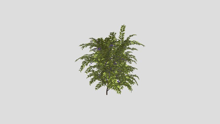 Flower Bush Plant