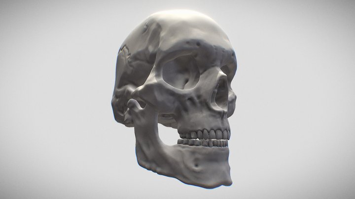 Skull: Human Adult Male 3D Model