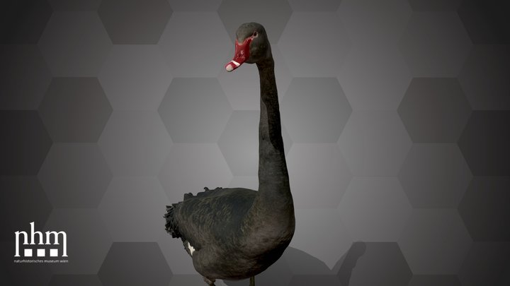 Black Swan (NHMW-ZOO-VS-63420) – Kostenloses 3D-Modell STL